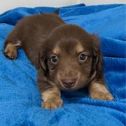 Chocolate and Tan - 1500 - Chocolate and tan male Dachshund puppy in Williston, Florida from Teenie Weenie Dachshunds