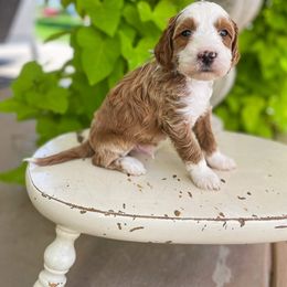 Stephen Nedoroscik - Goldendoodle puppy from JW Doodles