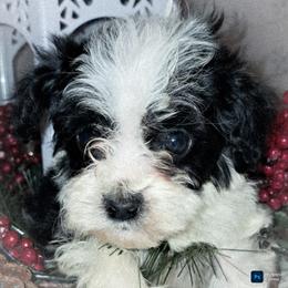Meet Cornelius. He is a little live bug. He wants to be by your side keeping you happy wherever you go. He loves hugs and to be there for you through it all. - Black and white male Cavapoo puppy in Cocolalla, Idaho from Kelley's Goldens Poodles and Doodles