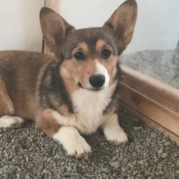 Cardigan Welsh Corgi and Pembroke Welsh Corgi All Grown Up from Dream Giver Corgis