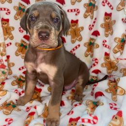 Snoopy - Chocolate male Great Dane puppy in Spartanburg, South Carolina from Pawlmetto Danes
