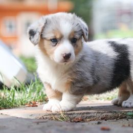 Sage - Blue merle and white female American Corgi puppy in Plains, Montana from Diamond Corgis