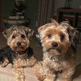 Yorkshire Terriers from Kastner’s Yorkies