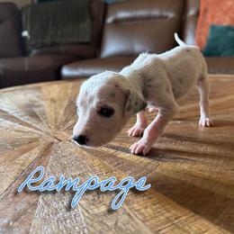 Rampage - HUA - White and black male Dalmatian puppy in Mount Vernon, Missouri from Spots & Spirals
