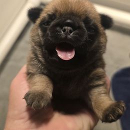 Tiny Tim - Fawn male Pug puppy in Boiling Springs, South Carolina from Monsterpugs