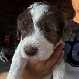 Merle boy 3 - Merle male Double Doodle puppy in Yoakum, Texas from The Scott’s Dood Ranch