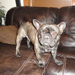 French Bulldog Puppies from Teri's French Bulldogs of West Texas