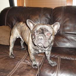 French Bulldog Puppies from Teri's French Bulldogs of West Texas