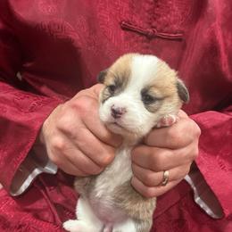 Tiara - Red female Pembroke Welsh Corgi puppy in Delton, Michigan from CorGizmo