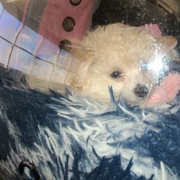 Aussiedoodle, Poodle, and Toy Australian Shepherd Puppies from Heartland Ranch