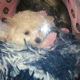 Aussiedoodle, Poodle, and Toy Australian Shepherd Puppies from Heartland Ranch