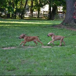 Rhodesian Ridgeback Puppies from Indaba Ridgebacks