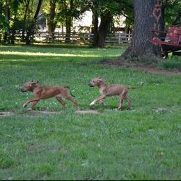Rhodesian Ridgeback Puppies from Indaba Ridgebacks