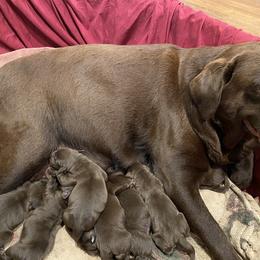 Labrador Retriever Puppies from A. Hansen Labradors