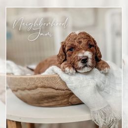 Brown collar - Red  male Goldendoodle puppy in Newcastle, Oklahoma from Ritzy Creek Doodles