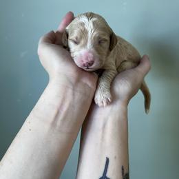 Hopper - Red  male Goldendoodle puppy in Calera, Alabama from Red Mountain Minis