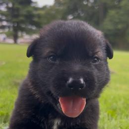 Today - Sable male German Shepherd puppy in Salem, Ohio from von den Kilöff Working German Shepherds
