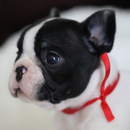 Red Collar - Brindle and white French Bulldog puppy in Wichita, Kansas from Phantasticus French Bulldogs