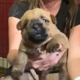 Pink Collar Girl - Red female Norfolk Terrier puppy in Bristol, Tennessee from Holston Hollow Farm