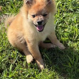 Slade - Chocolate parti male Pomeranian puppy in Amarillo, Texas from Panhandle Poms