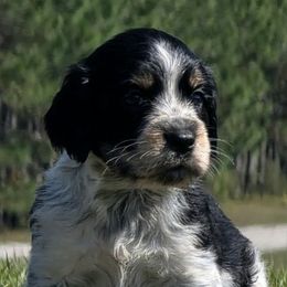 Bashful - Tri-Roan male English Springer Spaniel puppy in Lake City, Florida from Patriot Springer Spaniels