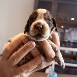 Boy 4 - Liver white and tan male English Springer Spaniel puppy in Fort Meade, Florida from Lake in the Hills Springers