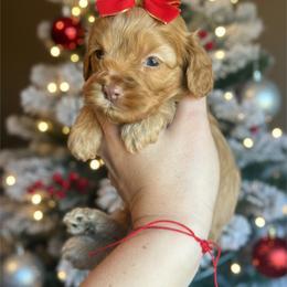Arlo - Buff male Cockapoo puppy in 77304, Texas from Little Valley Puppies