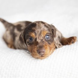 Dachshund Puppies from MyGaDachs