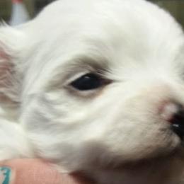 Maltese from Maias Mini Supremes