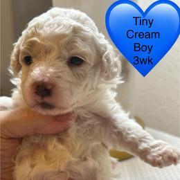 Chester - Parti male Poodle puppy in Mineral Wells, Texas from S.H.A.R.P.’s Toy Poodles