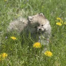 Pomeranian Puppies from POMS USA