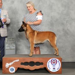 Teaky - Belgian Malinois