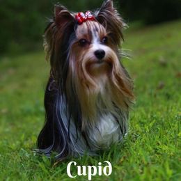 Cupid - Biewer Terrier