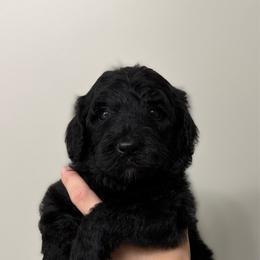 Dark pink - Black female Goldendoodle puppy in Ranger, Georgia from Muscadine Meadows Poodles and Doodles