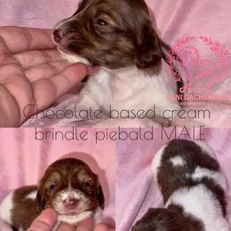 Steve - Brindle male Dachshund puppy in Hornbeck, Louisiana from A&Z Mini Dachshunds