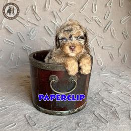 Paperclip - Merle male Bernedoodle puppy in Banner Elk, North Carolina from Walnut Tree Bernedoodles