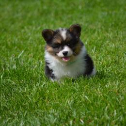 Pembroke Welsh Corgi Puppies from C&G Corgis