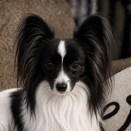 Toni - Papillon