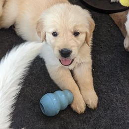 Golden Retriever Puppies from Sandy's Golden Pups