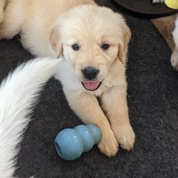 Golden Retriever Puppies from Sandy's Golden Pups