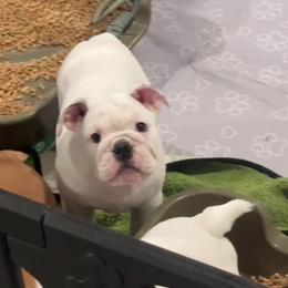Dandelion 'Dandy' - White female Bulldog puppy in Kirbyville, Texas from Empire Bulldogs & French Bulldogs