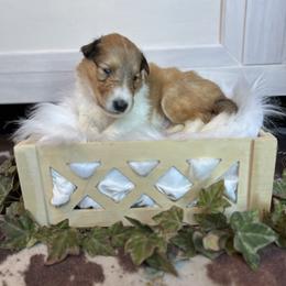 Lucas - Sable and white male Collie puppy in Chilhowie, Virginia from Jolly Collies
