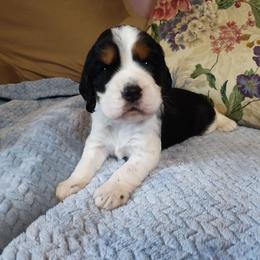 Beth - Black white and tan female English Springer Spaniel puppy in Kingsport, Tennessee from Leandra's English Springer Spaniels