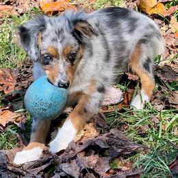 Aurora - Blue merle female Miniature Australian Shepherd puppy in Patterson, North Carolina from DreamLine Aussies