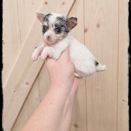Aquafina - Merle male Chihuahua puppy in Demorest, Georgia from Sourpatch Chihuahuas