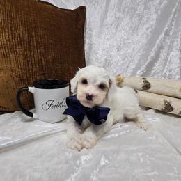 Dean - 2 lb 7 oz - Parti male Goldendoodle puppy in Floyd, Virginia from Hearts and Paws Poodles and Doodles