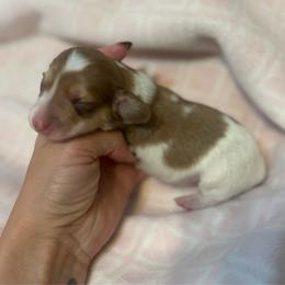Fiona - Cream female Dachshund puppy in Timpson, Texas from Double S Kennel