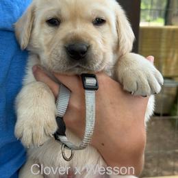 Boy 3 - Yellow male Labrador Retriever puppy in Wilson’s, Virginia from Cedar Hill Farm Labradors