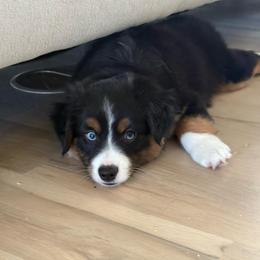 JET - male Toy Australian Shepherd puppy in Bixby, Oklahoma from Roeboat Aussies