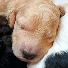 Australian Labradoodle and Poodle Puppies from Oodles of Doodles and some Poodles